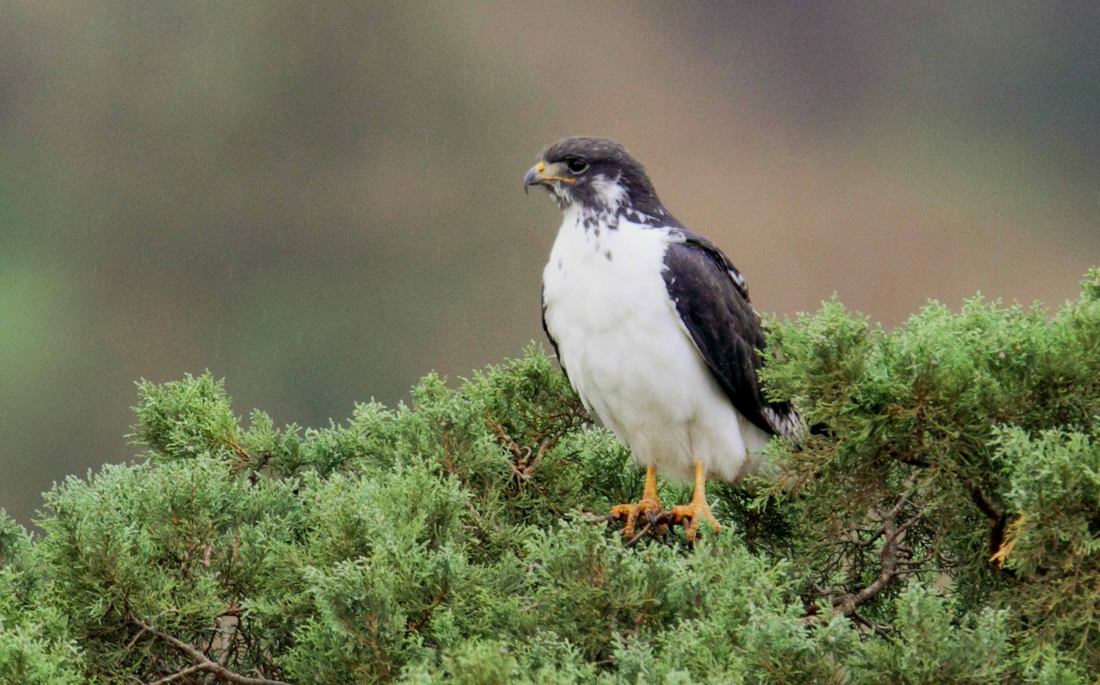 image Augur Buzzard